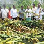 Agriculture Department Assures Assistance to Fire-Affected Farmers