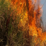 Six farmers lose maize crop over 15 acres